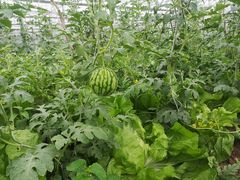 -海堤葡萄园中小学生研学基地