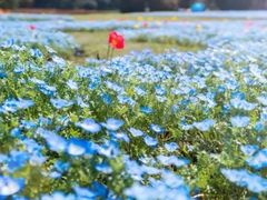 -上海滨江森林公园