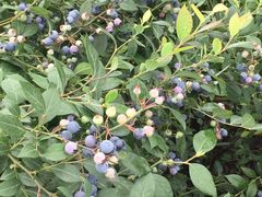 -金谷域澳洲庄园