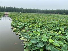 -渌洋湖湿地公园