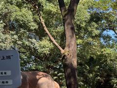 -深圳野生动物园