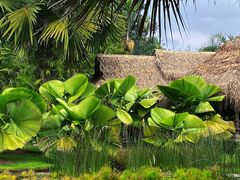 -中国科学院西双版纳热带植物园