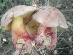 -菌之家·专业纯野生菌火锅·特色炒菌