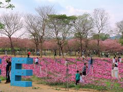 -天适樱花悠乐园