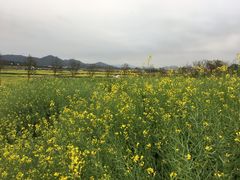 -光明小镇欢乐田园