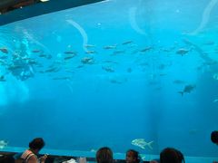 -瑞德姆美人鱼海底演艺主题餐厅(亚龙湾店)