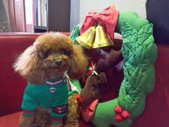 -百好乐宠物友好餐厅(朝外大街店)