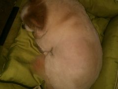 -Oh My Dog宠物沙龙(伊珊娜皮毛护理店)