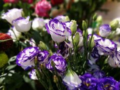 -谷莠子花艺·气球派对·绿植造景·花艺沙龙(金光华广场店)