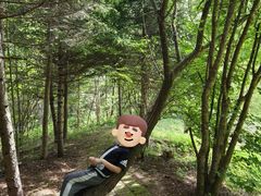 -五营红松林海景区