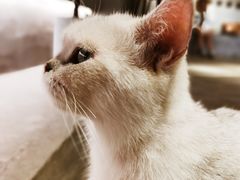 -浣熊柯尔鸭土拨鼠·电玩咖