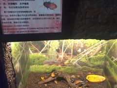 -上海大自然野生昆虫馆(东方明珠·爬宠昆虫探索中心)