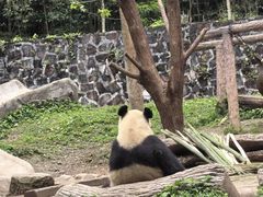 -都江堰中华大熊猫苑