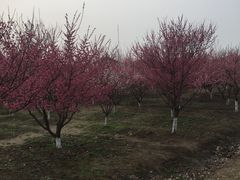 -南湖湿地公园