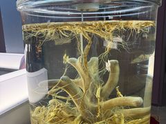 -巧婆婆特色东北菜·铁锅炖