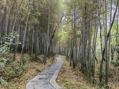 -青龙山国家森林公园