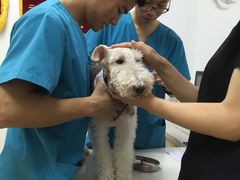-创凡宠物医院·骨专科  猫科中心(西乡分院)