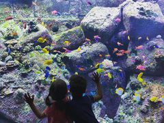 -迪拜水族馆及水下动物园
