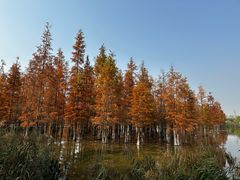 -白鹭湾湿地公园