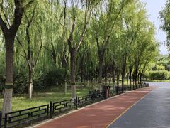 -大兴滨河森林公园