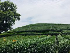 -听风阁农家私房菜茶楼(龙坞店)