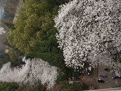 -武汉大学-樱园