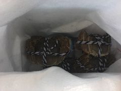 -丫丫蟹庄·苏式园林农家乐·阳澄湖大闸蟹(阳澄湖莲花岛店)