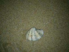 android_upload_pic-三亚湾海居铂尔曼度假酒店
