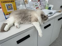 -四月宠物医院·猫专科·心脏专科·内科(转塘店)