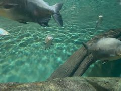 -上海海洋水族馆