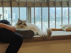 -有喵·猫咖·狗咖·30几只猫10只小狗(岗厦店)