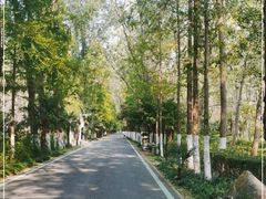 -合肥滨湖国家森林公园