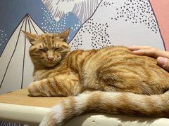 -滚猫咖啡·猫咖·猫友好撸猫(未来城店)