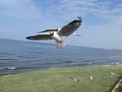 -青海湖国家重点风景名胜区