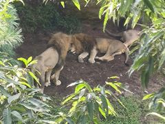 -大连森林动物园