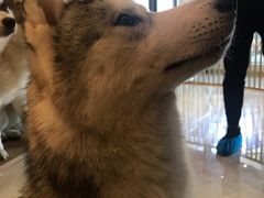 -Husky Go! 哈士奇体验馆·宠物咖啡厅狗咖