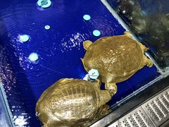 -盒马鲜生(莱蒙都会店)