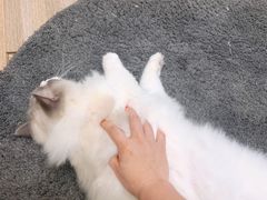 -酷豆宠物咖啡·宠物美食·撸猫馆