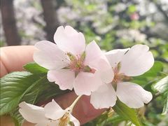 -武汉大学-樱园