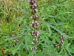 -白草畔自然风景区