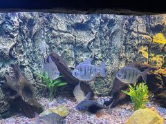 -上海海洋水族馆