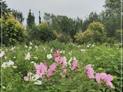 -西青郊野公园