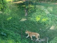 -深圳野生动物园