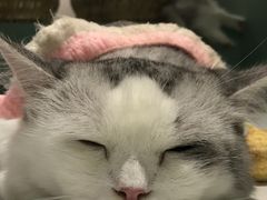 -怪兽屋·羊驼·猫咖·狗咖(俊华广场店)