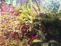 -中国科学院西双版纳热带植物园