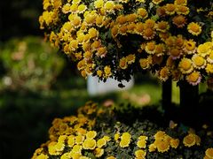 -杭州植物园