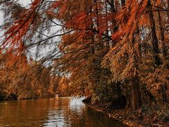 -上海海湾国家森林公园