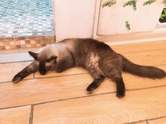 -Cappucimeow猫咪咖啡馆(韦伯时代店)