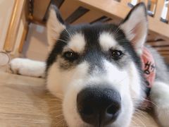 -Husky Go! 哈士奇体验馆·宠物咖啡厅狗咖