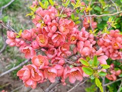 -海棠花溪(元大都城垣遗址公园)